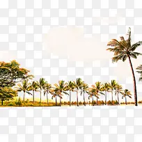 椰子 棕榈树 海滩