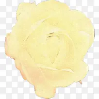 黄色 花瓣 米色