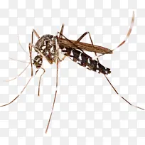 蚊子 昆虫 蚊子控制