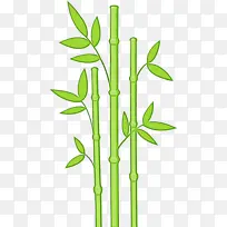 植物茎 植物 热带木本竹子