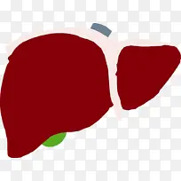 肝脏 丙型肝炎 脂肪肝
