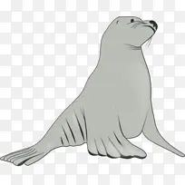 海狮 狮子 斯泰勒海狮