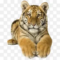 孟加拉虎 白虎 西伯利亚虎