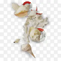蛤蜊 食谱 海螺