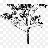 绘画 树木 桉树