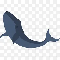 海豚 安魂鲨 鲨鱼