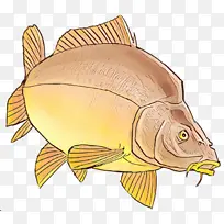 北方红鲷鱼 鱼产品 鲑鱼