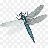 蜻蜓 昆虫 昆虫翅膀