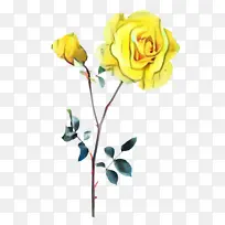 玫瑰 花朵 黄色