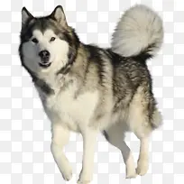 阿拉斯加雪橇犬 西伯利亚哈士奇犬 阿拉斯加克莱凯犬