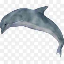 条纹海豚 短喙普通海豚 白喙海豚