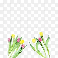 郁金香 花卉 植物