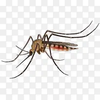 蚊子 蚊子控制 媒介