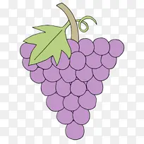 葡萄 紫色 无籽水果