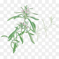 叶 草本植物 植物茎