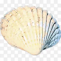 科克尔 蛤蜊 贝壳