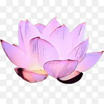 花瓣 紫色 水生植物