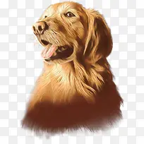 爱尔兰塞特犬 新斯科舍鸭鸣笛猎犬 苏塞克斯猎犬