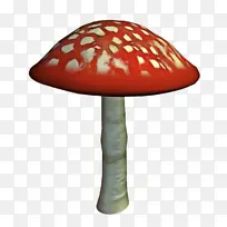 苍蝇木耳 蘑菇 真菌