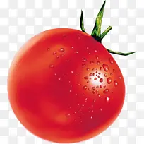 李子番茄 食品 灌木番茄