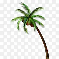 亚洲棕榈 椰子 棕榈树