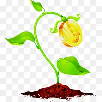 植物茎 花 果实