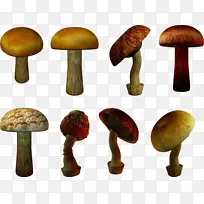 蘑菇 食用菌 香菇