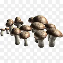 蘑菇 香菇 食用菌
