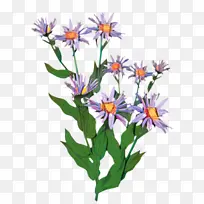 花 紫菀 植物