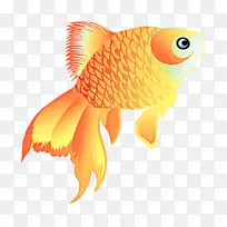 金鱼 生物学 鱼