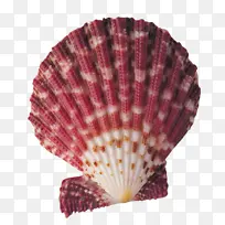 贝壳 海螺 鹦鹉螺科