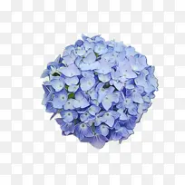 蓝色 绣球花 花朵