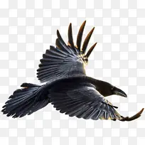 美洲乌鸦 普通乌鸦 鸟
