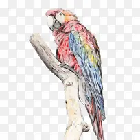 金刚鹦鹉 鸟 水彩画