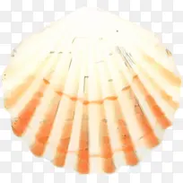 贝壳 白色 橙色
