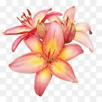 莉莉 花 切花