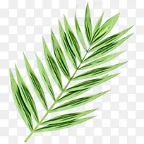 棕榈树 植物茎 草