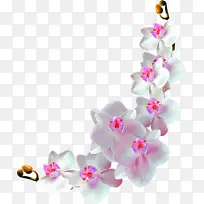 花卉 蝴蝶兰 石斛