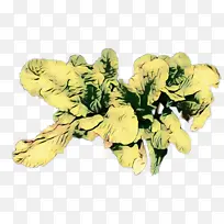 黄色 花卉设计 植物
