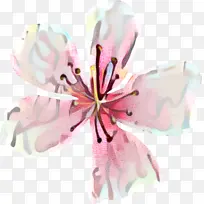 切花 花瓣 花朵