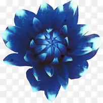 睡莲 水彩画 花