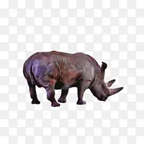 犀牛 印度犀牛 白犀牛