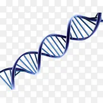 核酸双螺旋 染色体 遗传学