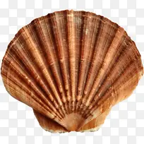 贝壳 海螺 软体动物壳