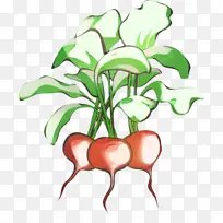 甜菜 甜菜根 萝卜