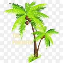 棕榈树 椰子 树