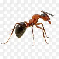 蚂蚁 昆虫 蜜蜂