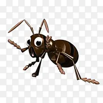 蚂蚁 蜜蜂 黑花园蚂蚁