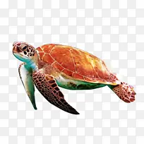 海龟 现代海龟 绿海龟