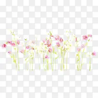 花卉设计 粉色 植物